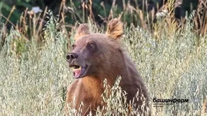 В Башкирии медведи разорили две пасеки